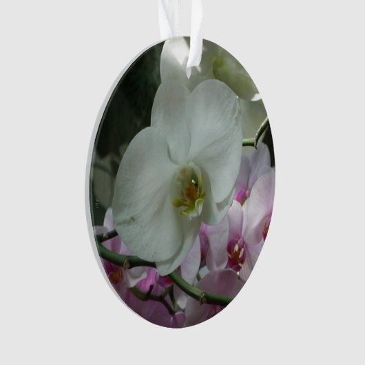 Orchidées blanches et violettes (devant)