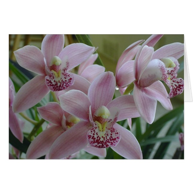 Orchidées cymbidiennes roses (Devant horizontal)