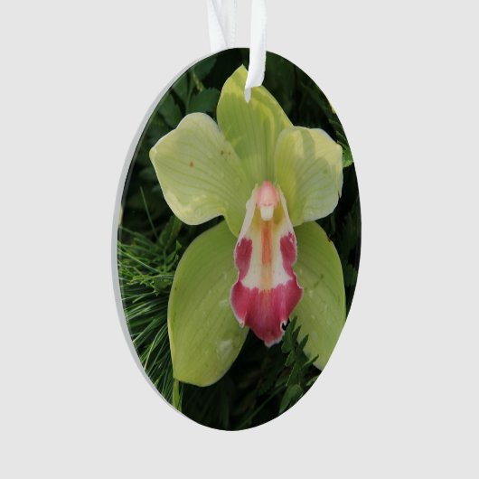 orchidées cymbidium (devant)