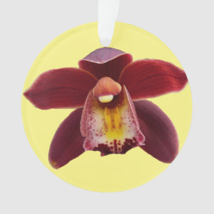 Orchidées de Maroon I Beau Floral Rouge