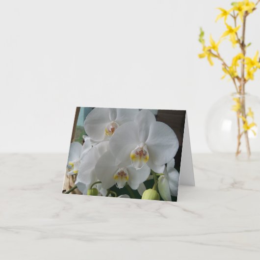 Orchidées de papillon blanc sur une carte blanche (Fleur jaune)