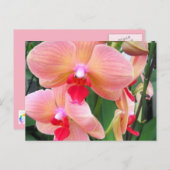 Orchidées de pêcher - Carte postale (Devant / Derrière)