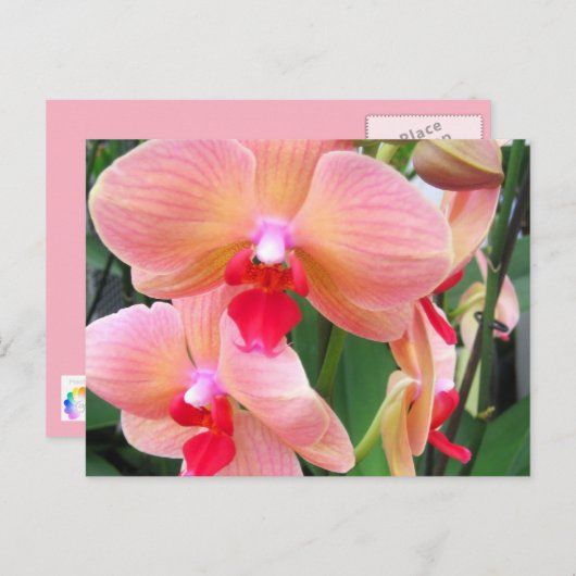 Orchidées de pêcher - Carte postale (Devant / Derrière)