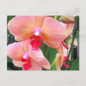 Orchidées de pêcher - Carte postale (Devant)