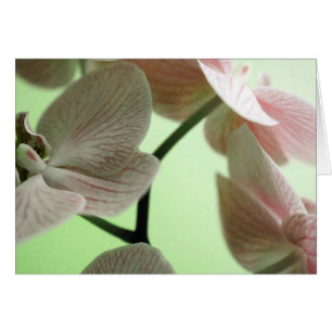 Orchidées délicates