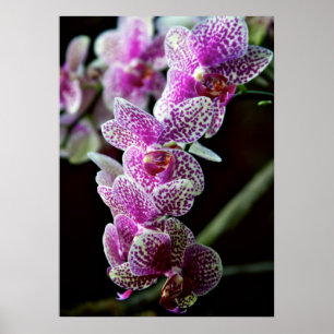 Orchidées en pourpre Poster