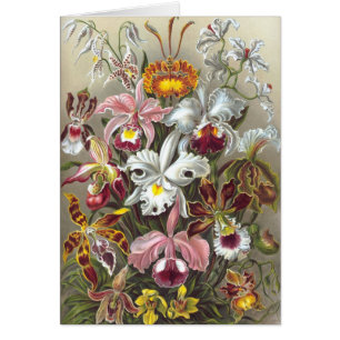 Orchidées Ernst Haeckel Fine Art