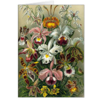 Orchidées Ernst Haeckel, Fleurs Vintages de la for