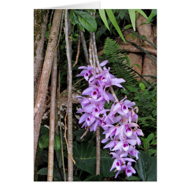 Orchidées hawaïennes Honohono (Devant)