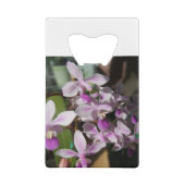 orchidées miniatures (Dos)