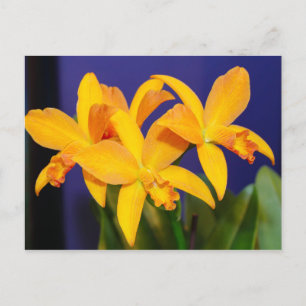 Orchidées orange sur carte postale Arrière - plan