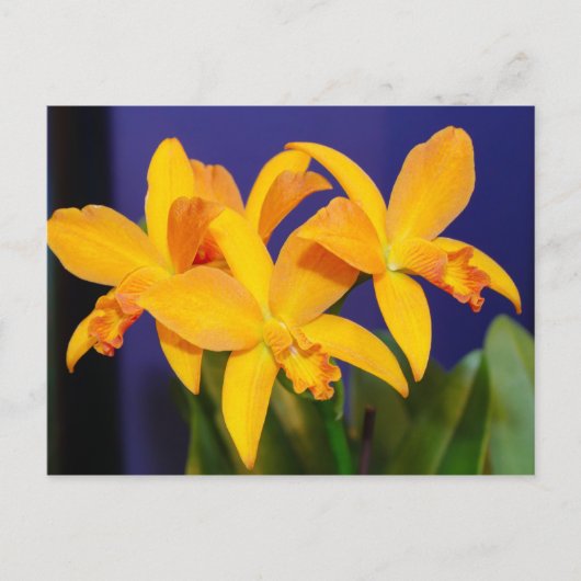 Orchidées orange sur carte postale Arrière - plan (Devant)