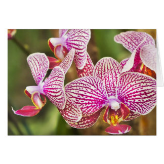 Orchidées roses