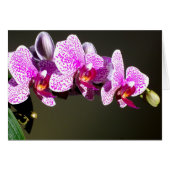 Orchidées roses (Devant Horizontal)