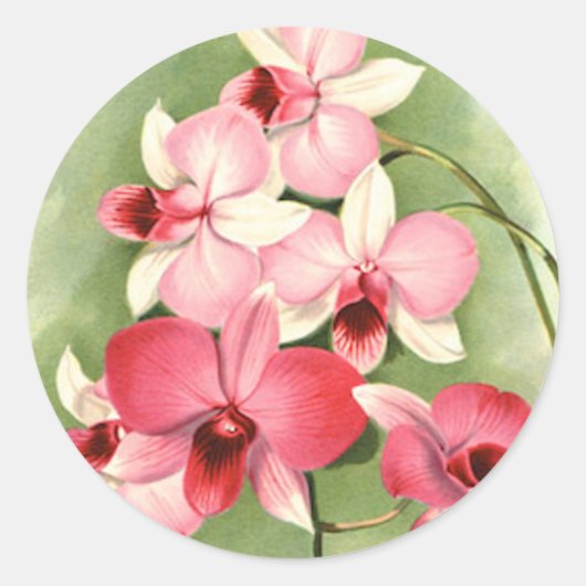 Orchidées roses - Sticker (Devant)