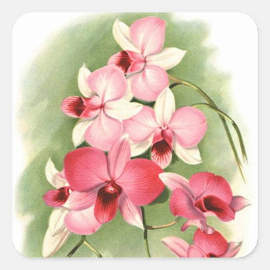 Orchidées roses - Sticker (Devant)