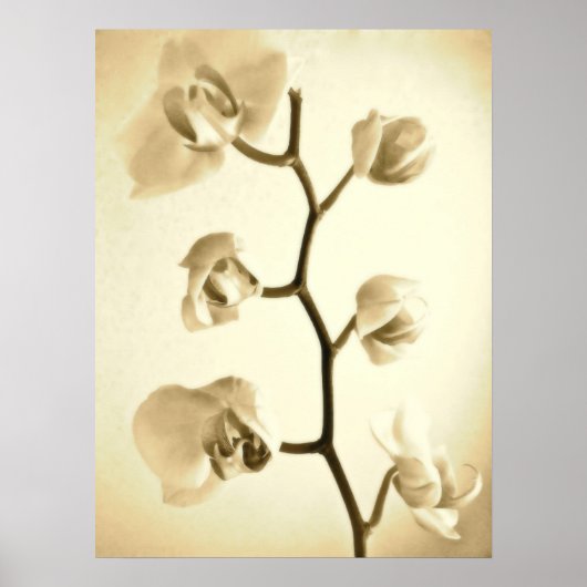 Orchidées {Sepia} | Poster (Devant)