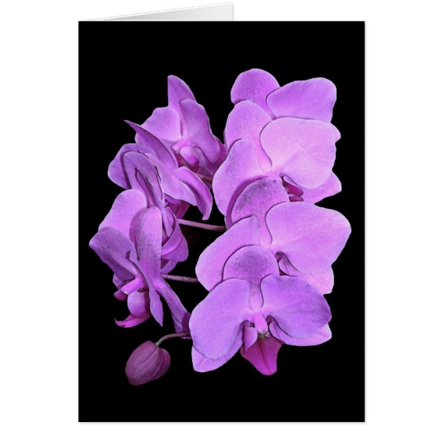 orchidées (style de fresque) (Devant)
