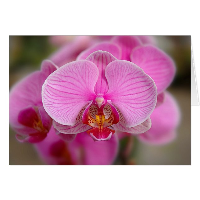 Orchidées violettes (Devant horizontal)