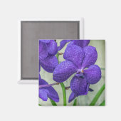 Orchidées violettes Vanda voir aimant frigo (Recto/Verso)