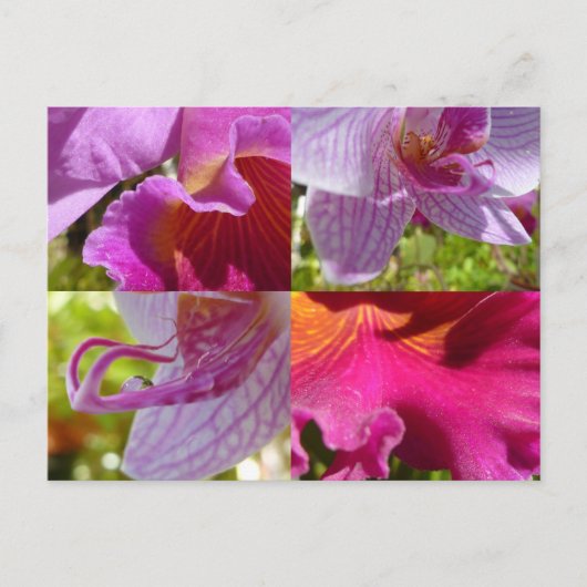 Orchids Cairns Botanic Gardens Briefkaart (Voorkant)