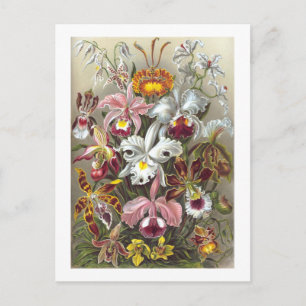 Orchids Ernst Haeckel Fine Art Briefkaart