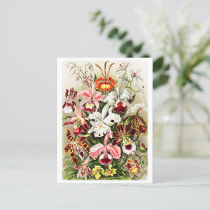  Orchids Illustratie Briefkaart