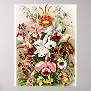  Orchids Illustratie Poster