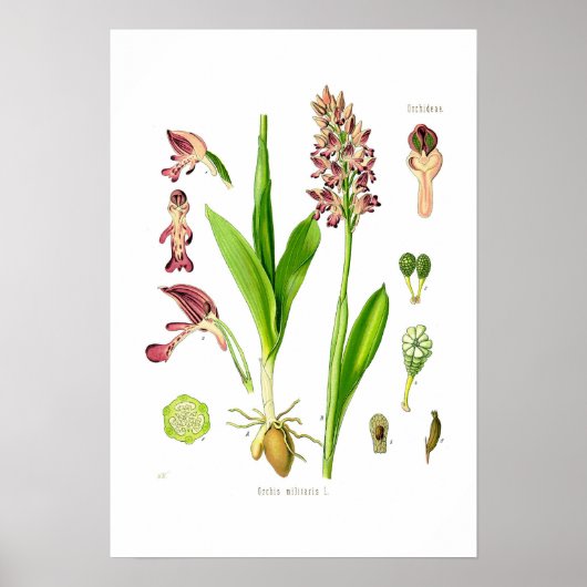 Orchis militaris poster (Voorkant)