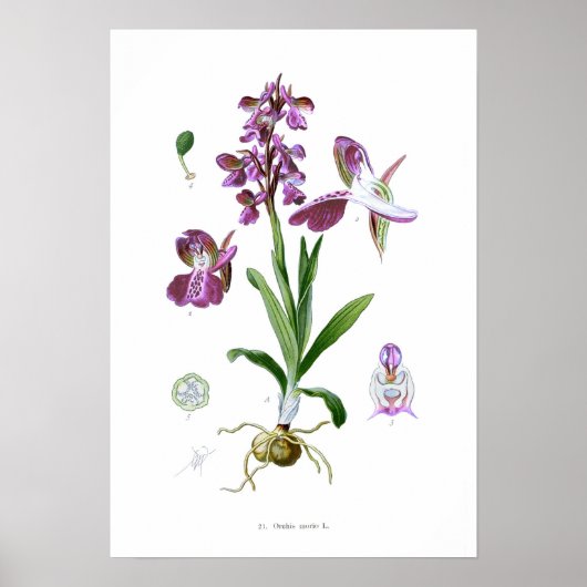 Orchis morio poster (Voorkant)