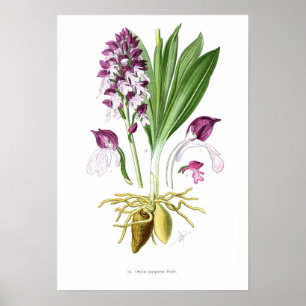 Orchis purpurea poster