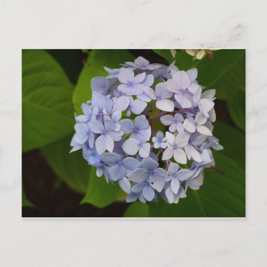 Ordensie Briefkaart (Voorkant)