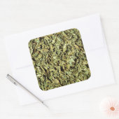 Oregano Vierkante Sticker (Envelop)