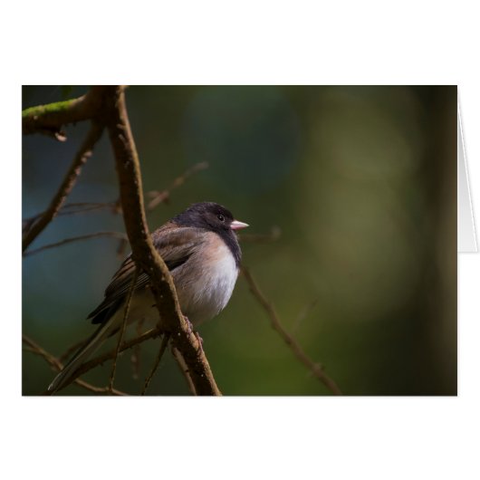 Oregeon Junco (Voorkant Horizontaal)