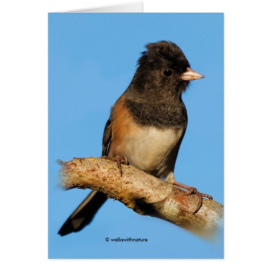 Oregon Dark-Eyed Junco op de Cherry-boom (Voorkant)