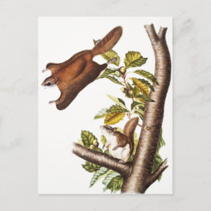 Oregon Flying Squirrel (Pteromys Origonensis) Briefkaart