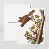Oregon Flying Squirrel (Pteromys Origonensis) Briefkaart (Voorkant / Achterkant)