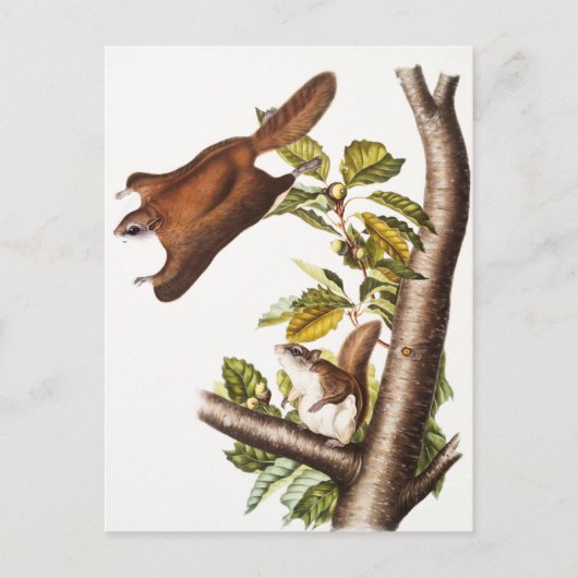 Oregon Flying Squirrel (Pteromys Origonensis) Briefkaart (Voorkant)