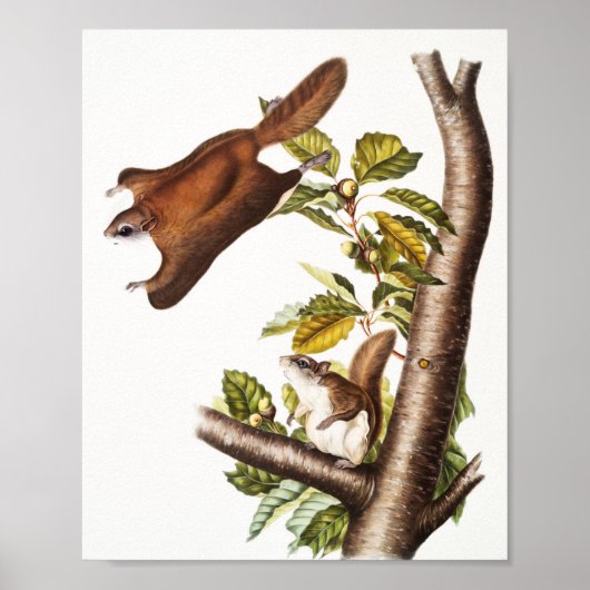 Oregon Flying Squirrel (Pteromys Origonensis) Poster (Voorkant)