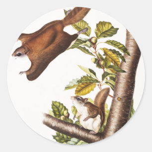 Oregon Flying Squirrel (Pteromys Origonensis) Ronde Sticker