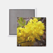 Oregon Grape Flowers Yellow Wildbloemen Magneet (Voorkant / Achterkant)
