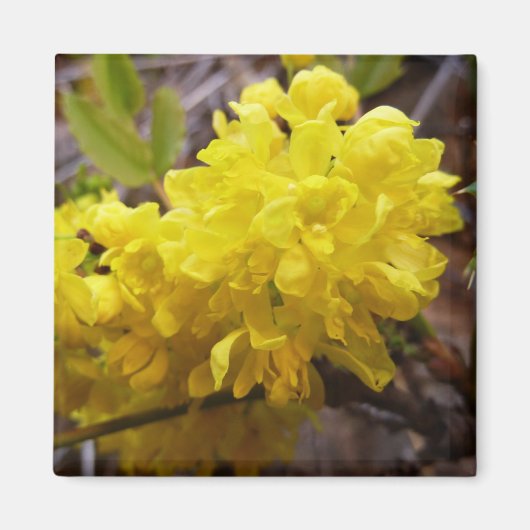 Oregon Grape Flowers Yellow Wildbloemen Magneet (Voorkant)