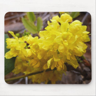 Oregon Grape Flowers Yellow Wildbloemen Muismat