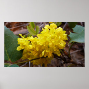 Oregon Grape Flowers Yellow Wildbloemen Poster