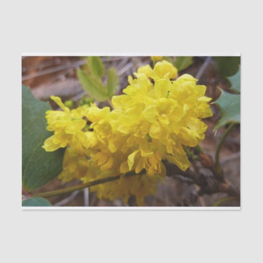 Oregon Grape Flowers Yellow Wildbloemen Tissuepapier (Voorkant)