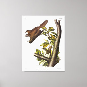 Oregon (Humboldt's) vliegend eekhoorn door Audubon Canvas Afdruk