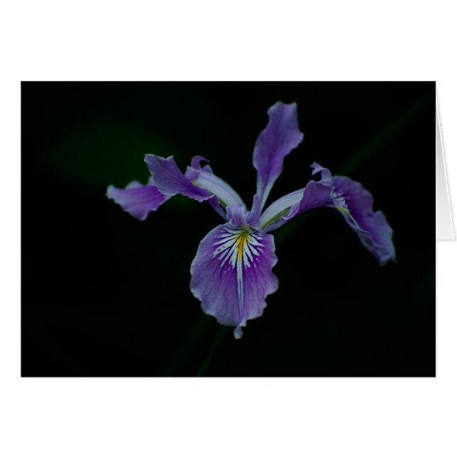 Oregon Iris 02 (Voorkant Horizontaal)