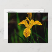 Oregon Iris 02 Briefkaart (Voorkant / Achterkant)