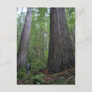 Oregon Redwood Briefkaart
