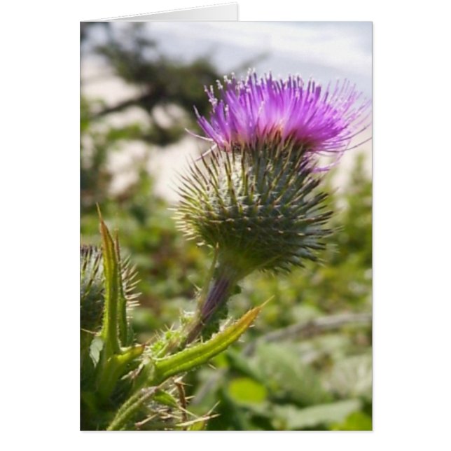 Oregon Thistles (Voorkant)
